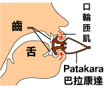 表情筋断面図